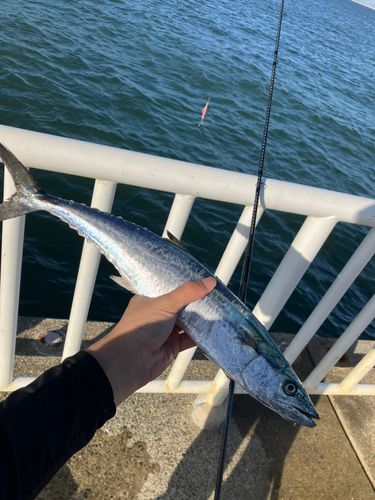 サゴシの釣果