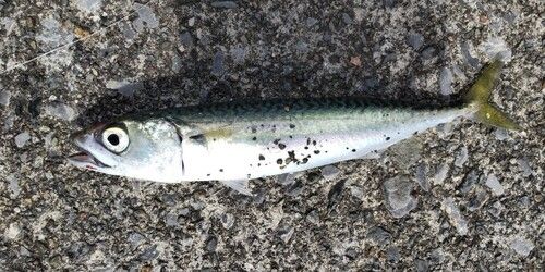 サバの釣果
