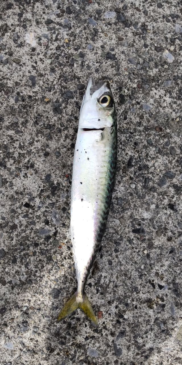 サバ