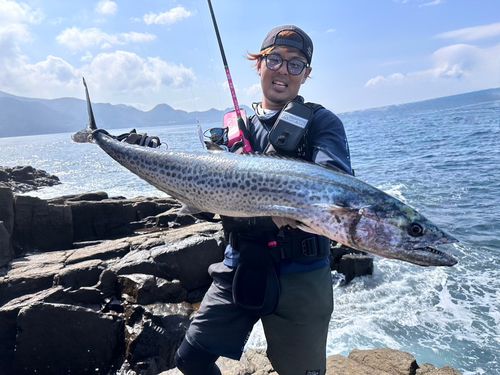 サワラの釣果