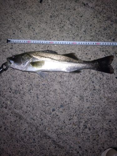 セイゴ（マルスズキ）の釣果