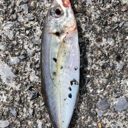 アジ