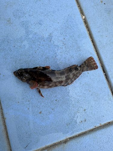 アイナメの釣果