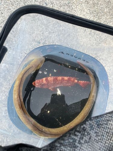 マアナゴの釣果