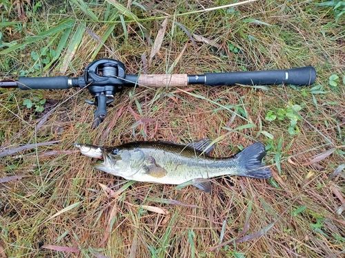 ラージマウスバスの釣果