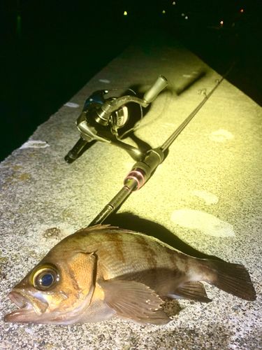 シロメバルの釣果