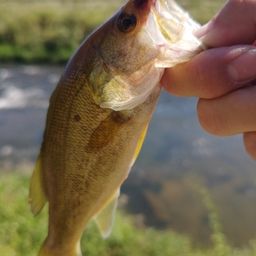 スモールマウスバス