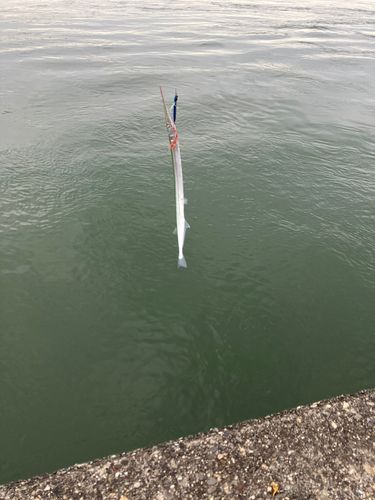 ダツの釣果