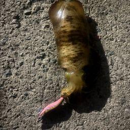 アオリイカ