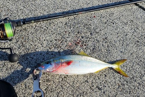 ヤズの釣果