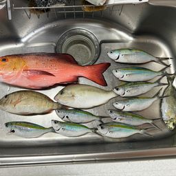 グルクン