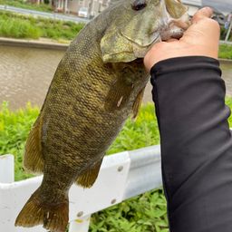 スモールマウスバス