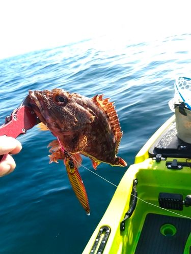 カサゴの釣果