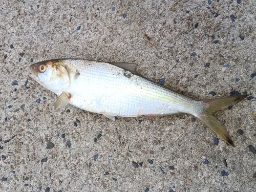 コノシロの釣果