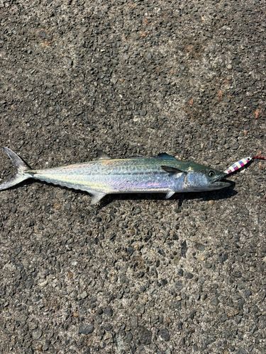 サゴシの釣果