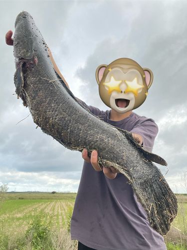 ライギョの釣果