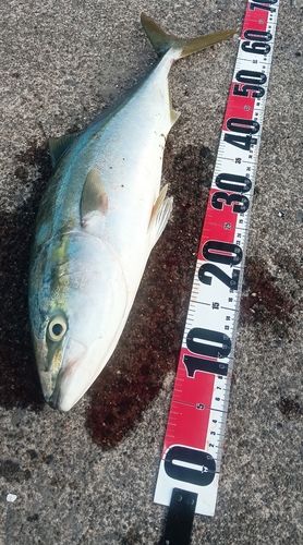 ワラサの釣果