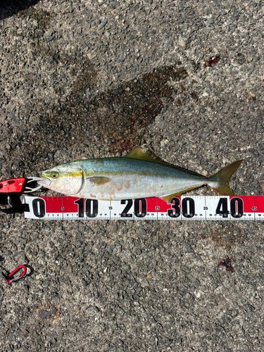 ハマチの釣果