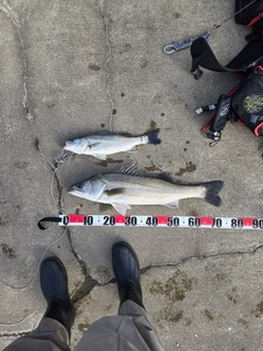 シーバスの釣果