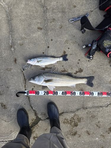 シーバスの釣果