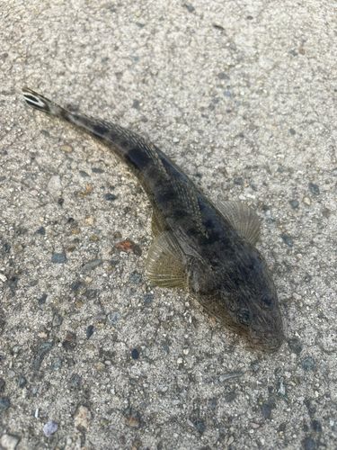 セイゴ（マルスズキ）の釣果