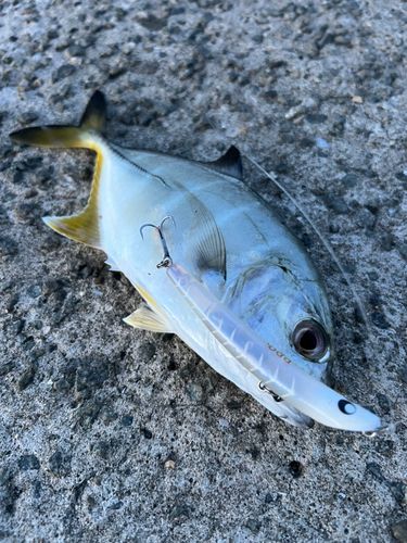 メッキの釣果
