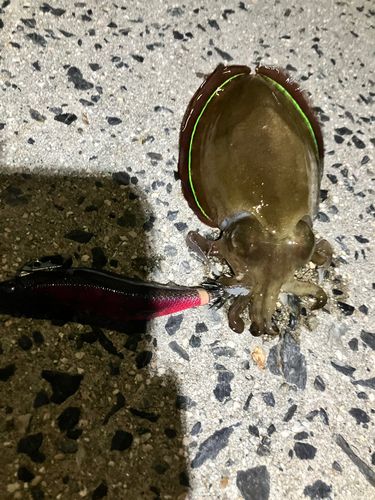 コウイカの釣果