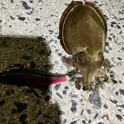 コウイカ