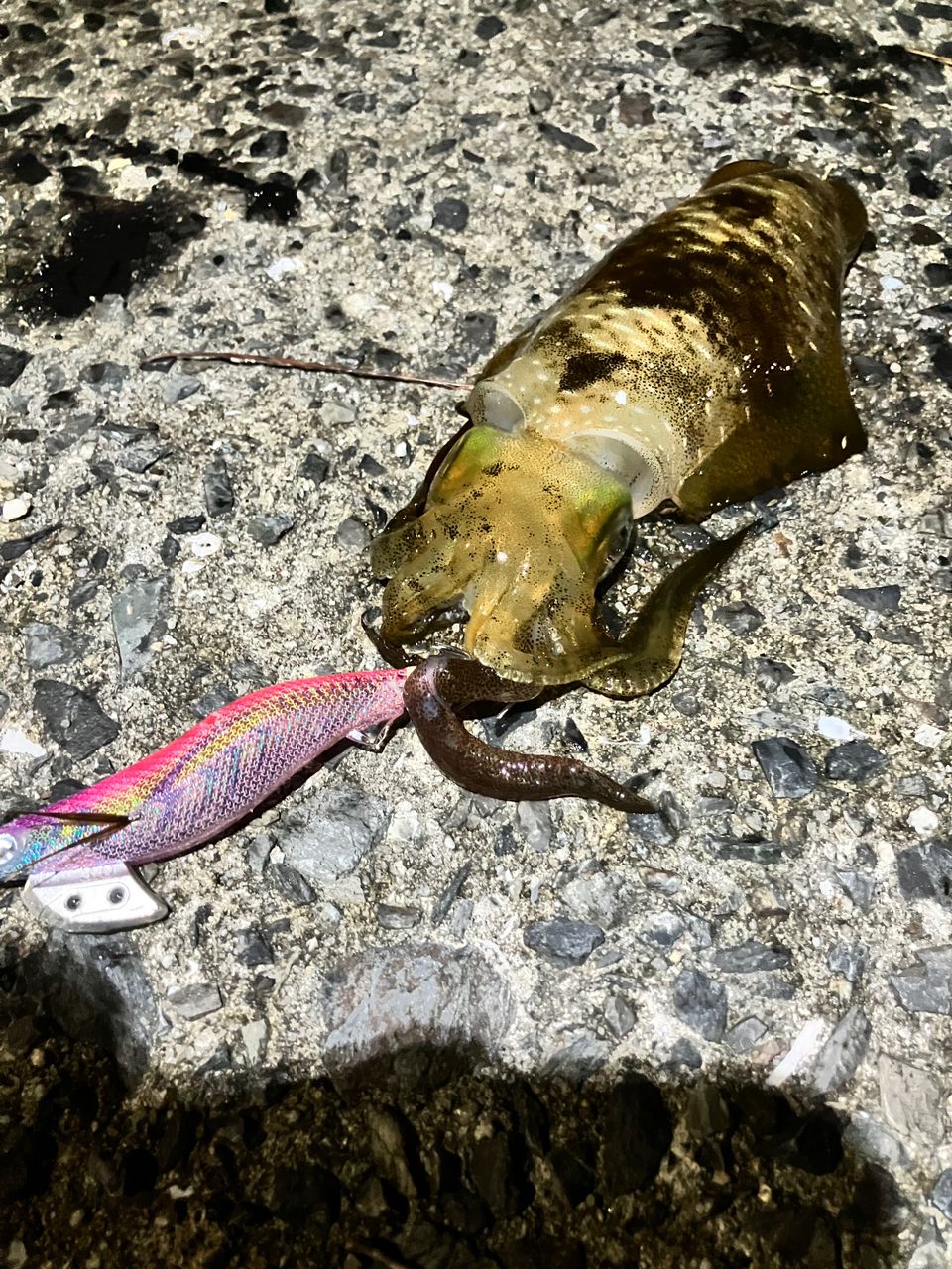 アオリイカ