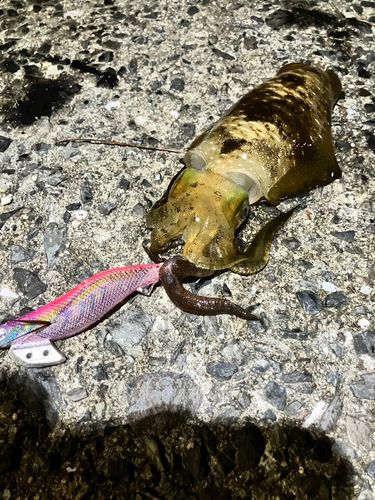 アオリイカの釣果
