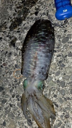 江浦湾
