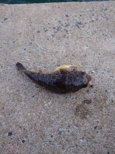 フグの釣果