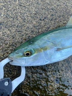 コズクラの釣果