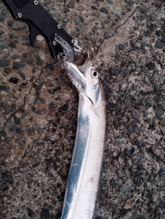 タチウオの釣果