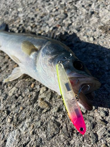 スズキの釣果
