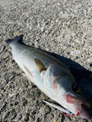 スズキの釣果