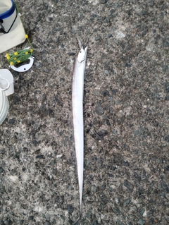 タチウオの釣果