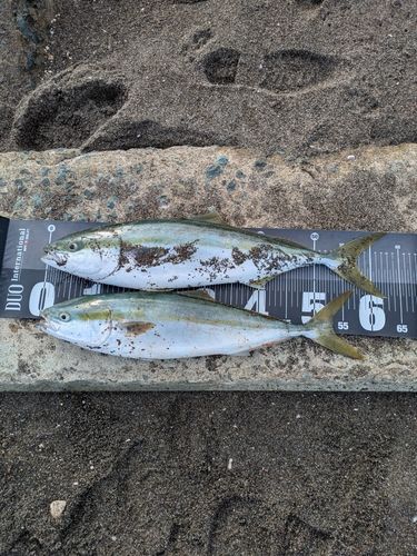 ワラサの釣果