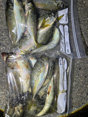 アジの釣果