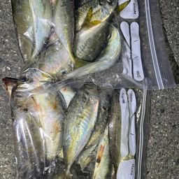 アジ