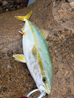 ワカシの釣果