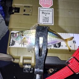 アジ