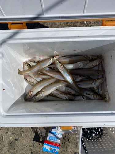 キスの釣果