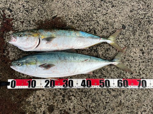 フクラギの釣果