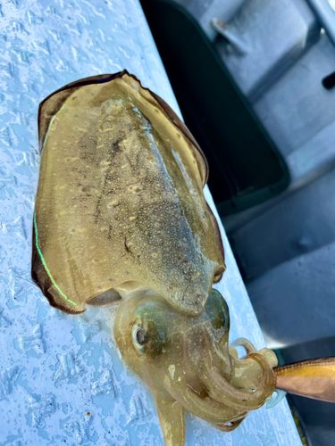 モンゴウイカの釣果