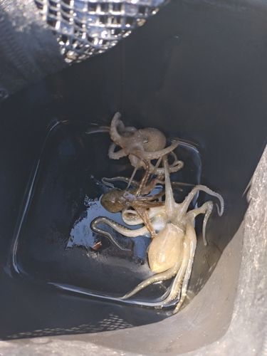 イイダコの釣果
