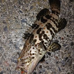 チャイロマルハタ
