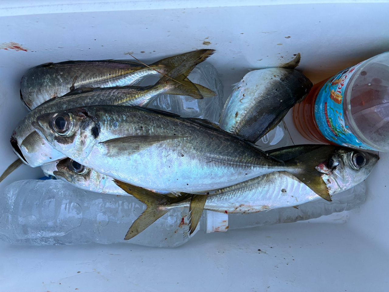 Major Craft 鯵道　5G AD5-SS82L/AJI Amazon | メジャークラフト アジングロッド 鯵道(AJIDO)5G S502L