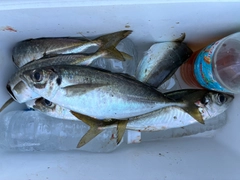 マアジの釣果