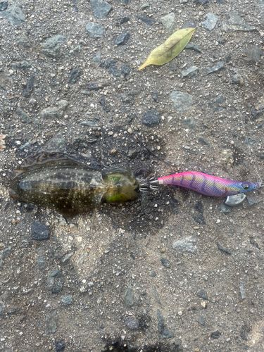 アオリイカの釣果